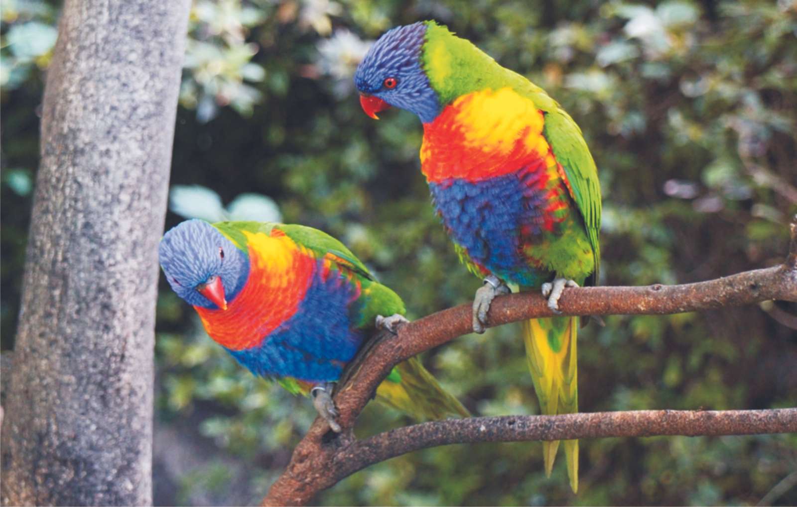 Πολύχρωμα parakeets 03 online παζλ