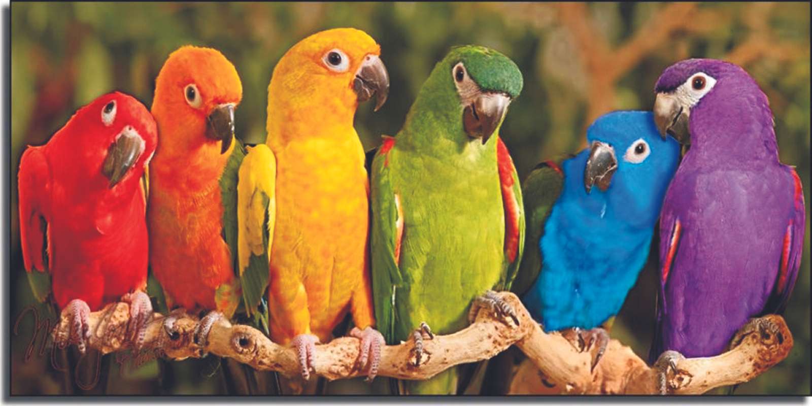Rainbow parakeets jigsaw puzzle online