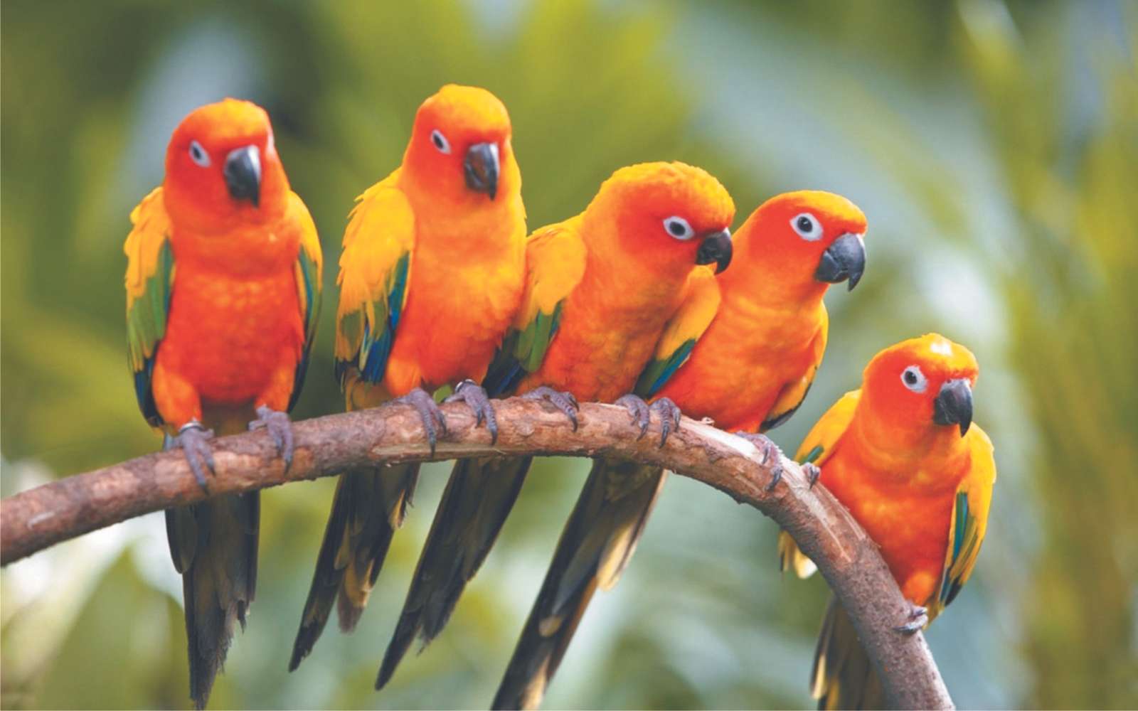 Papoušky na větvi skládačky online