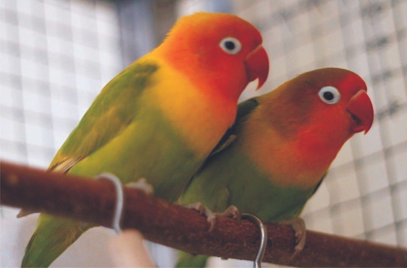 parrots budgerigar online puzzle