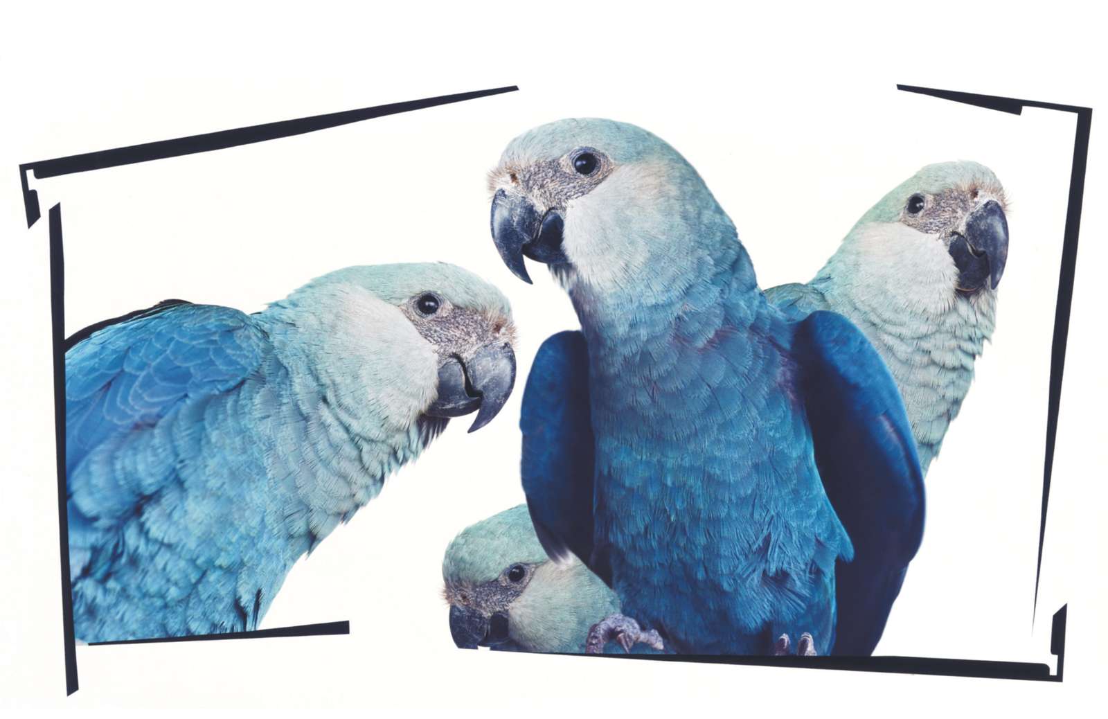 Синие попугаи онлайн-пазл