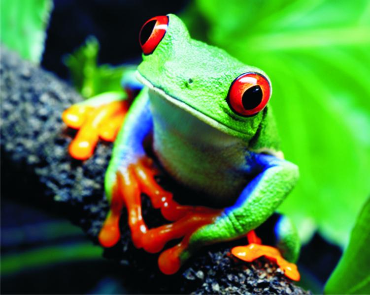 Зелена дървесна жаба онлайн пъзел