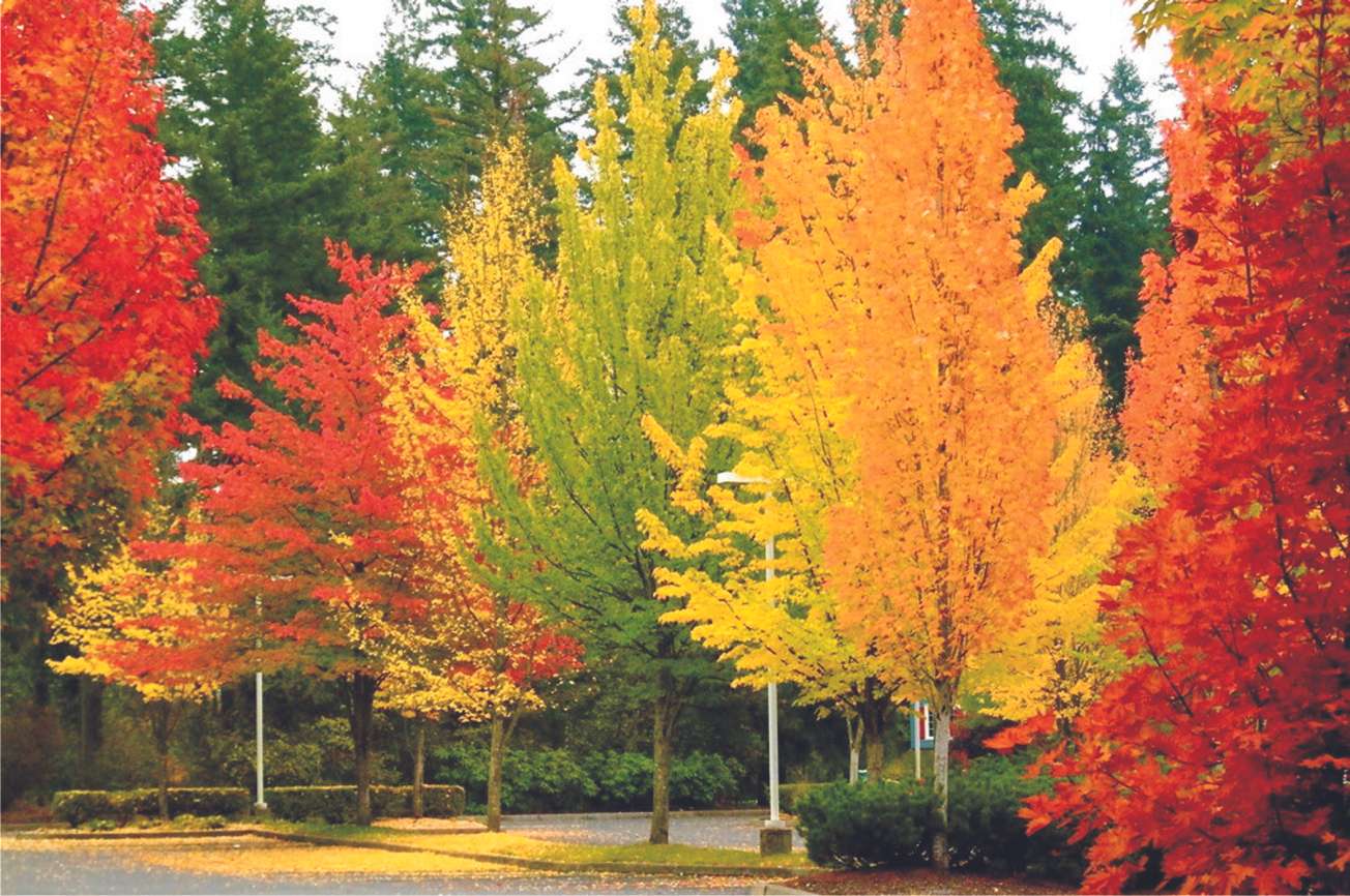 Есенни дървета онлайн пъзел