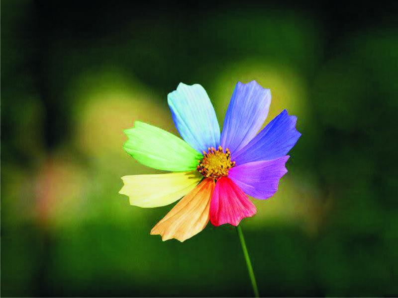 Цветно цвете онлайн пъзел