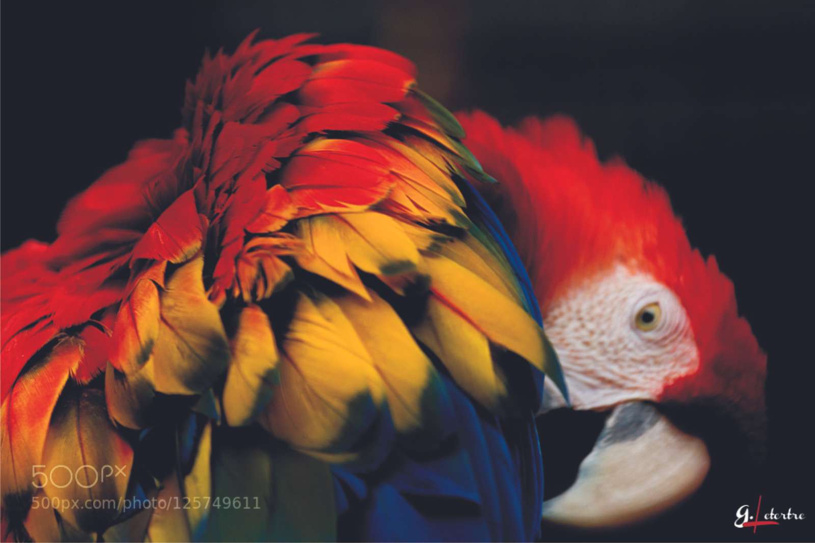 Kleurrijke papegaai legpuzzel online