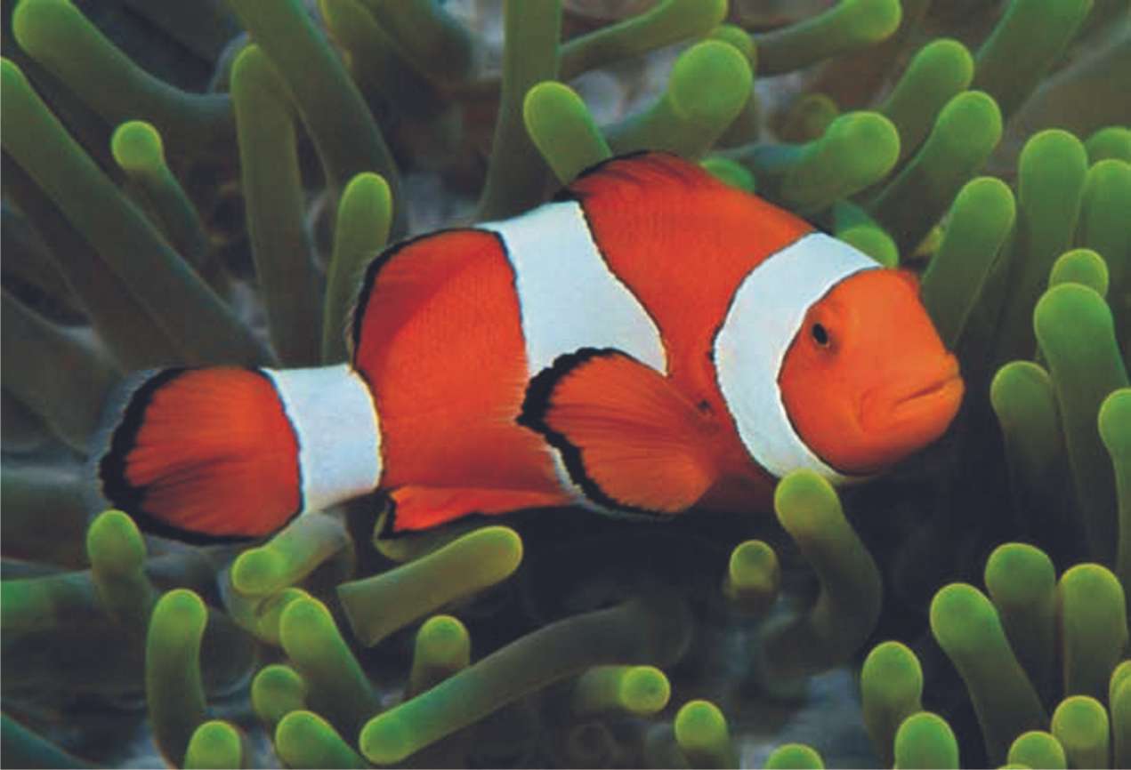 Where is Nemo online puzzle