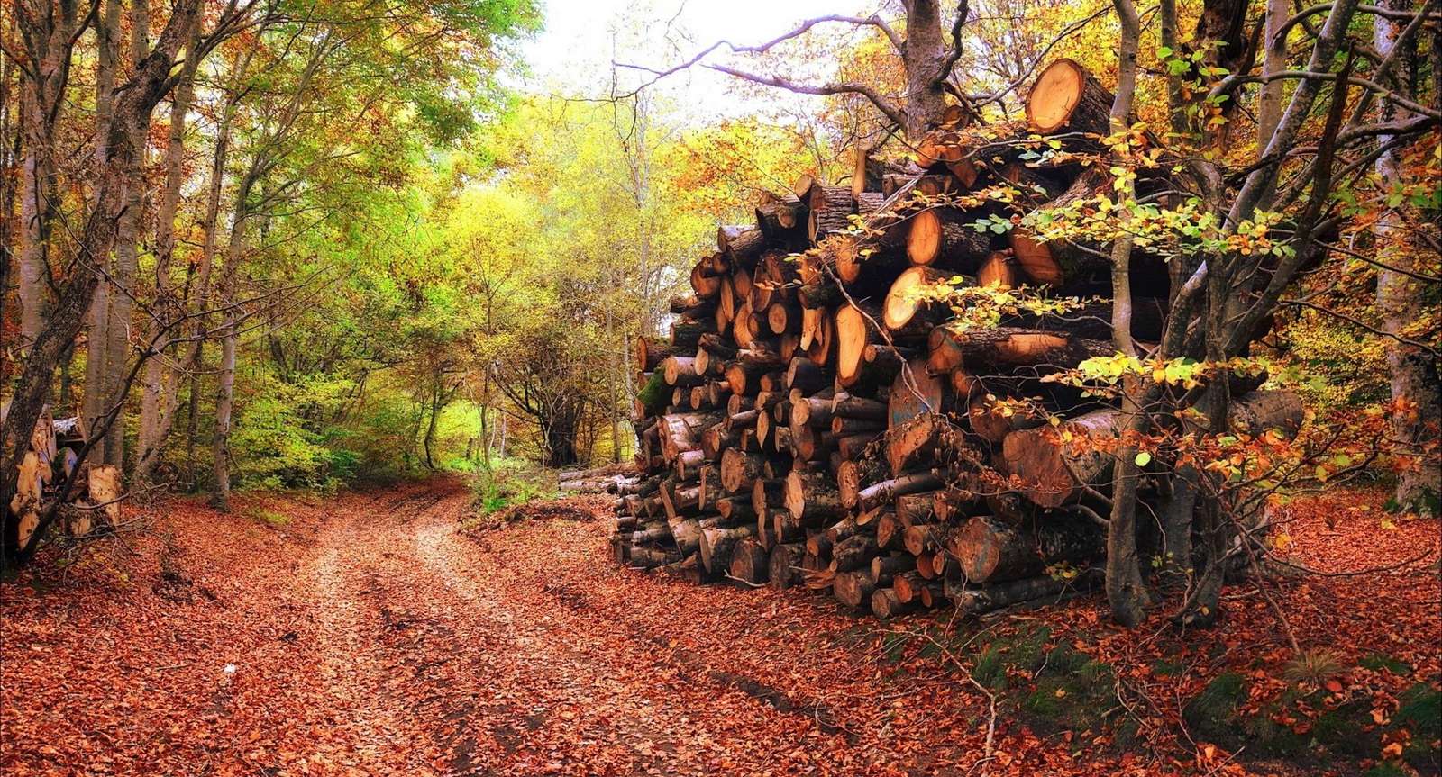 Erdő ősszel online puzzle