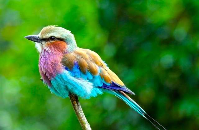 Lilac-Breasted Roller Pussel online