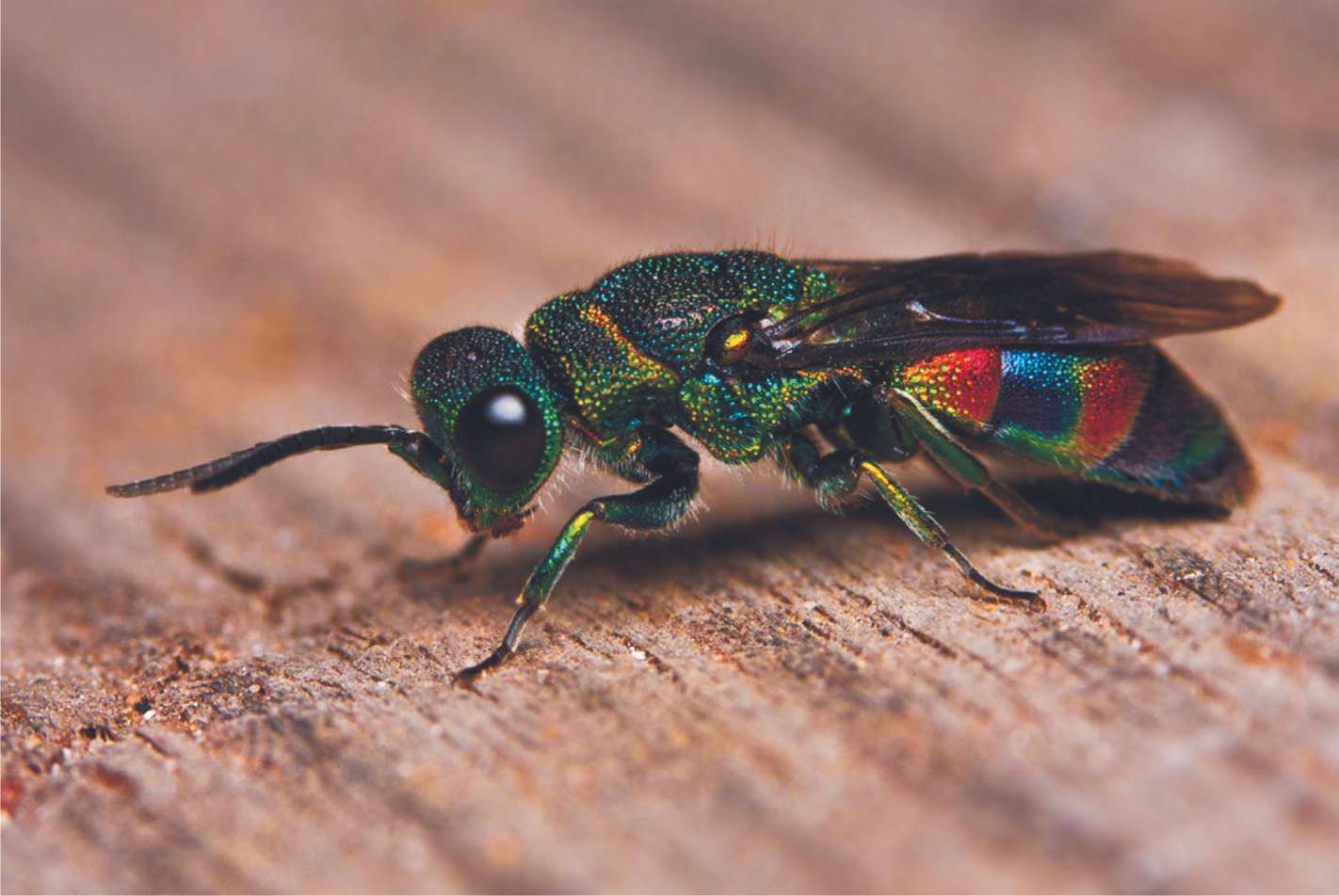 Colorful wasp jigsaw puzzle online