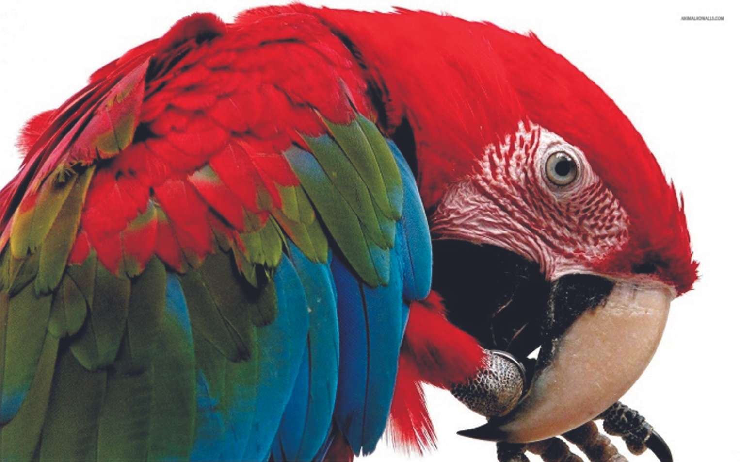 πολύχρωμο-πλασματάκι-Scarlet-macaw online παζλ