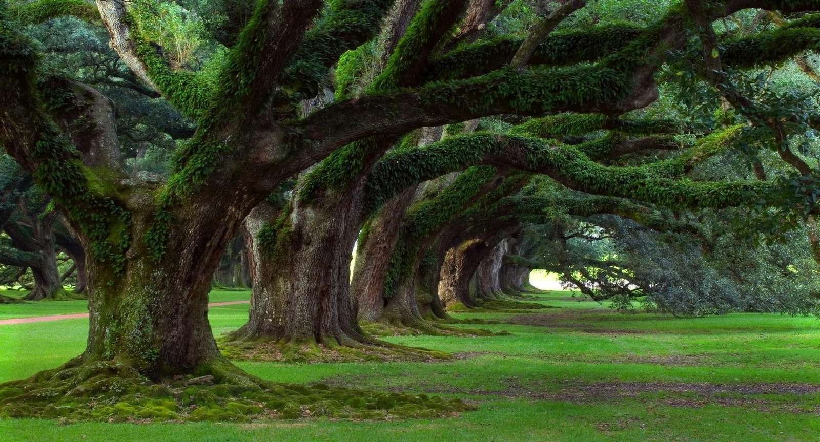 Μια σειρά από δέντρα παζλ online