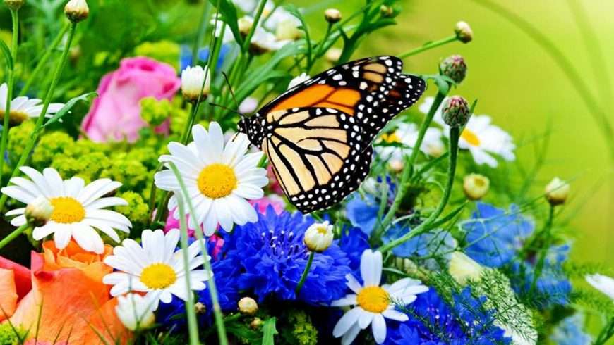 Butterfly visit jigsaw puzzle online