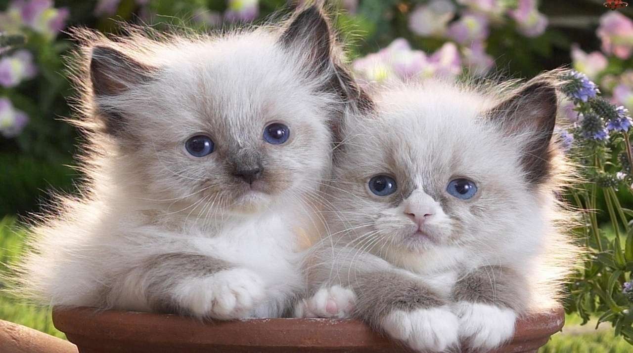 Roztomilá koťata skládačky online
