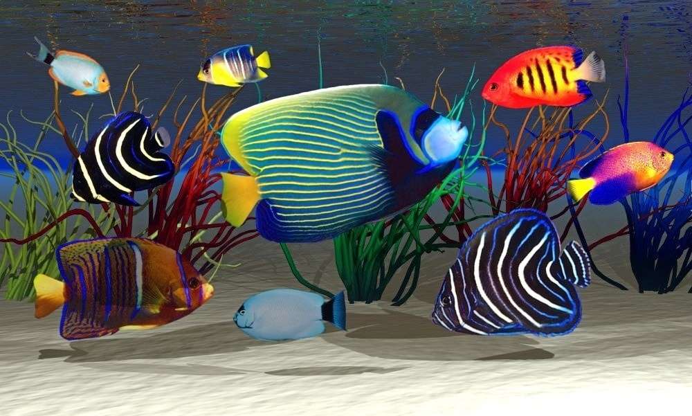 akvárium skládačky online