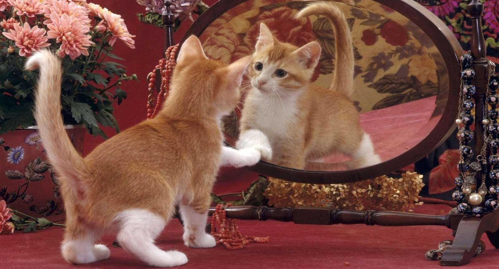 A cat in front of a mirror jigsaw puzzle online