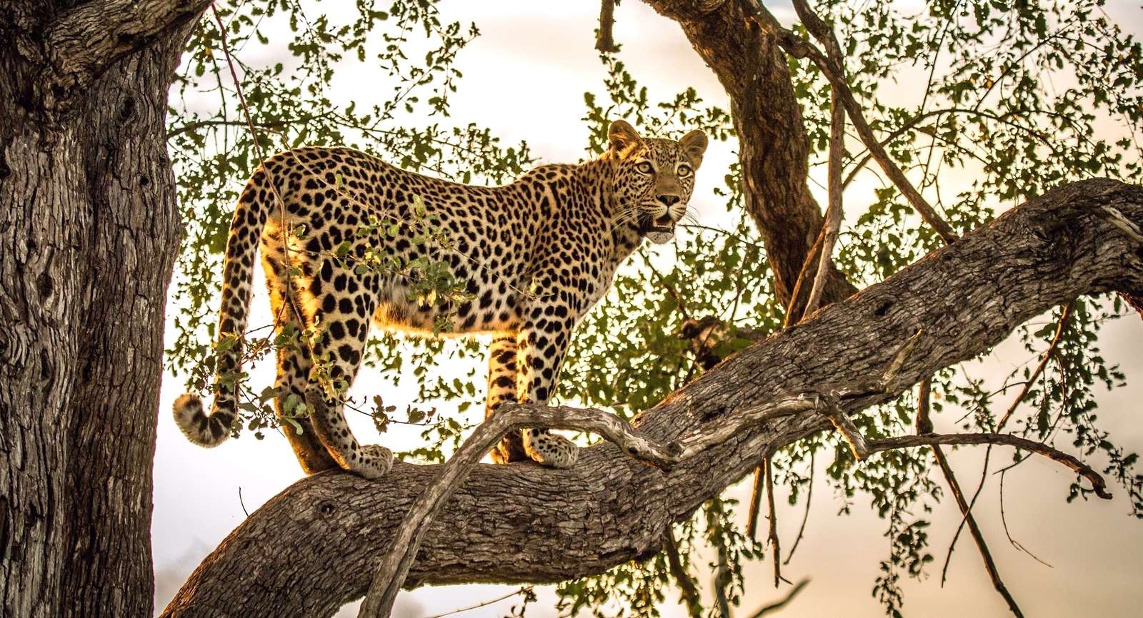 Леопард на дървото онлайн пъзел