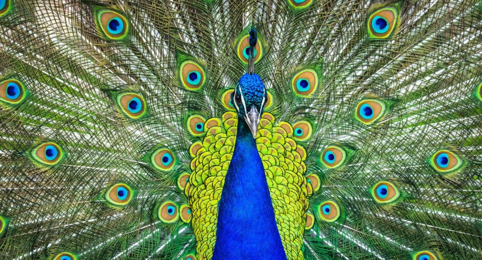 Peacock eyes online puzzle