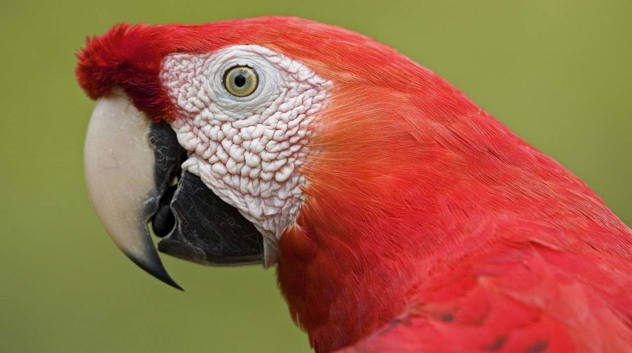 Colorful parrot online puzzle