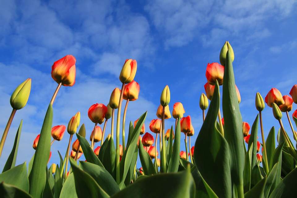 Tulipanes fragantes rompecabezas en línea