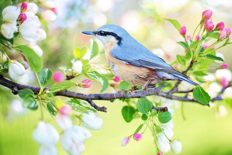 beautiful spring online puzzle
