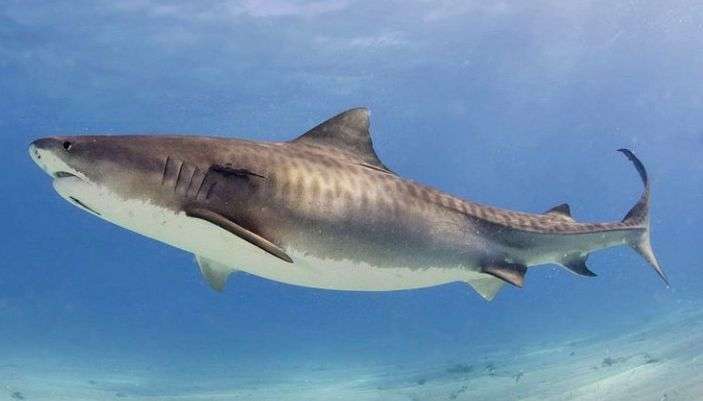 καρχαρίας τίγρης παζλ online