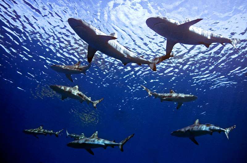 Sharks 3 jigsaw puzzle online
