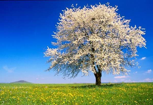 Пролетно дърво онлайн пъзел