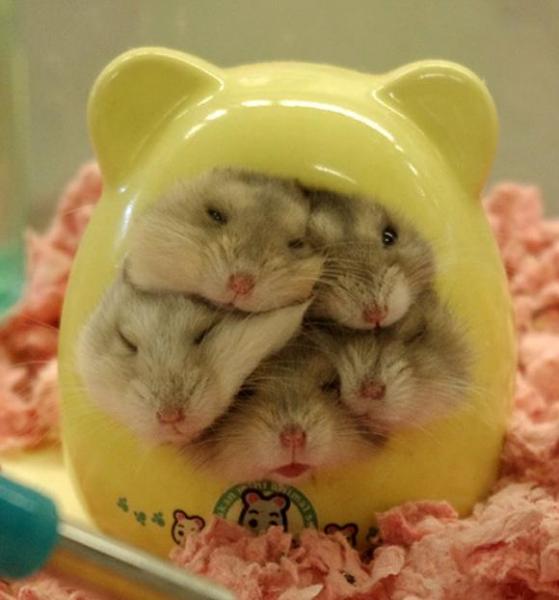 zoete hamsters WOW legpuzzel online