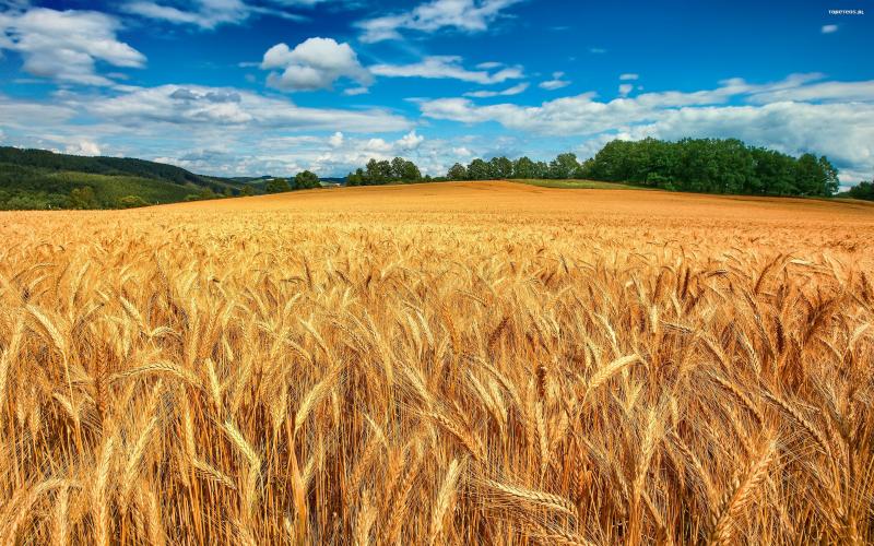 穀物の分野 ジグソーパズルオンライン