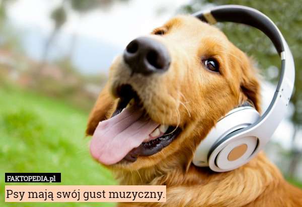 Muj geliefde hond online puzzel