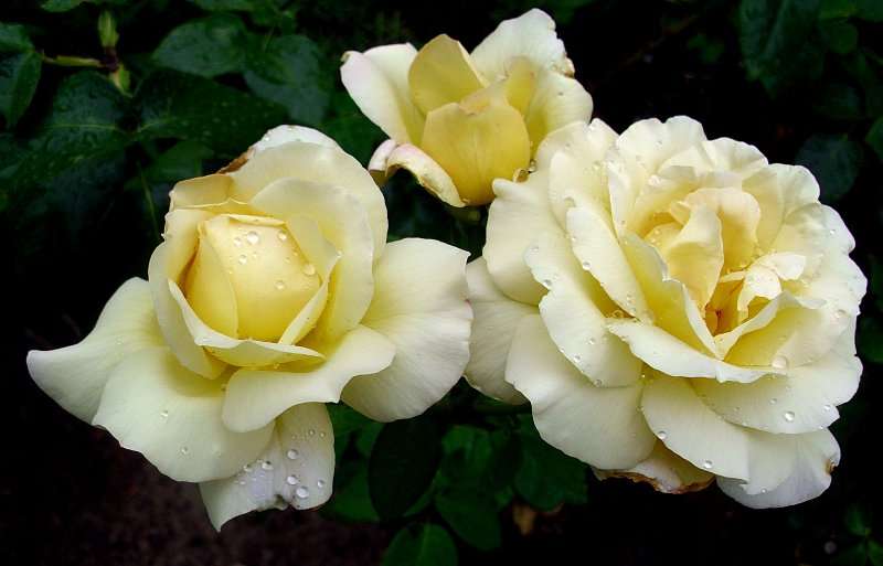 Trei trandafiri albi puzzle online