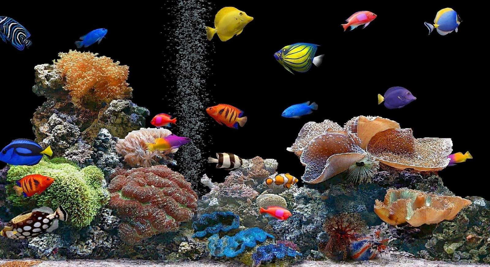 pesce colorato puzzle online