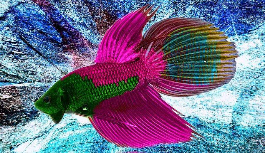 Kleurrijke vissen legpuzzel online