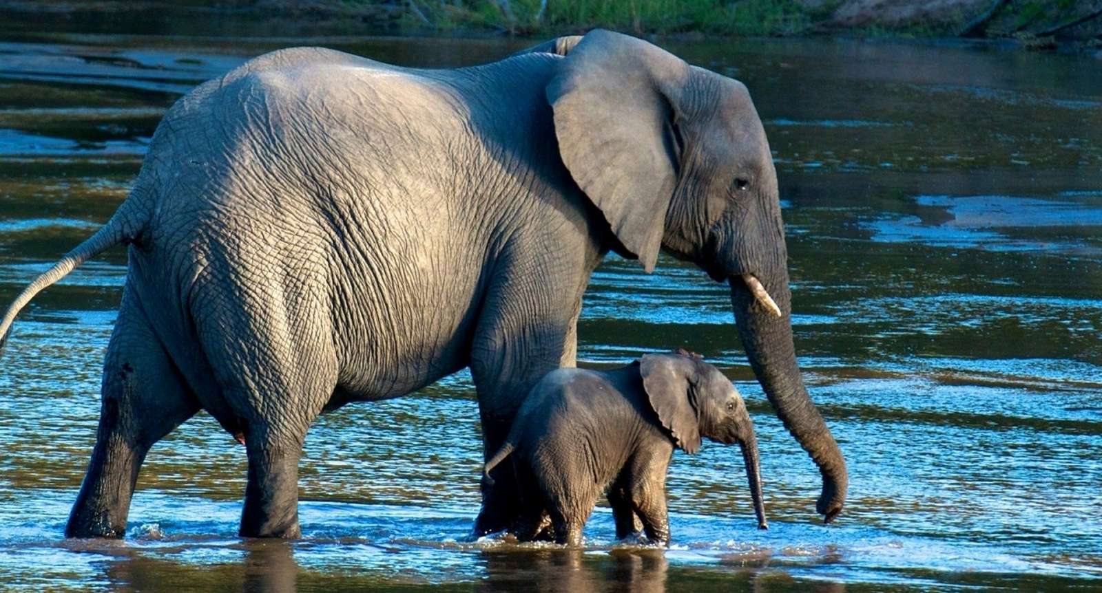 Μικρό μωρό ελέφαντας online παζλ
