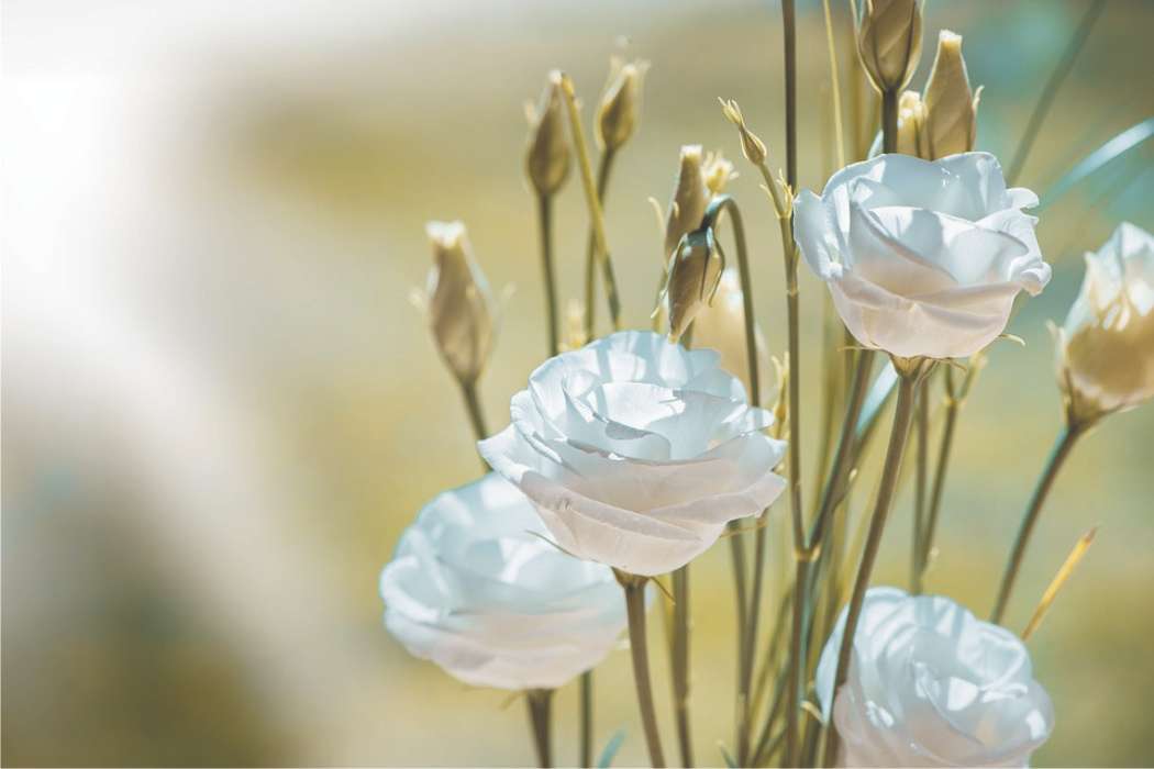 Eustomy λουλούδι online παζλ