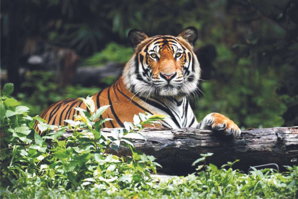 Felnőtt tigris kirakós online