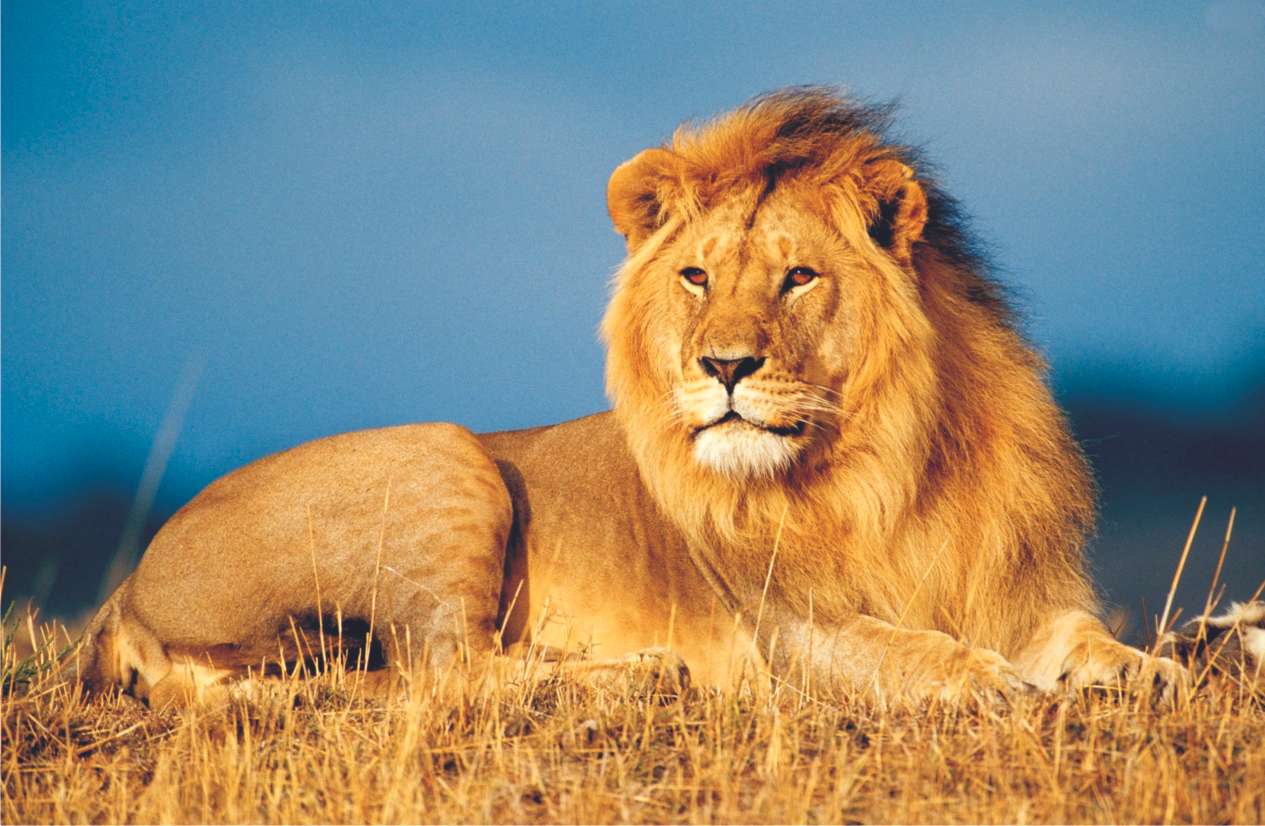 Lejon (Panthera leo) pussel på nätet