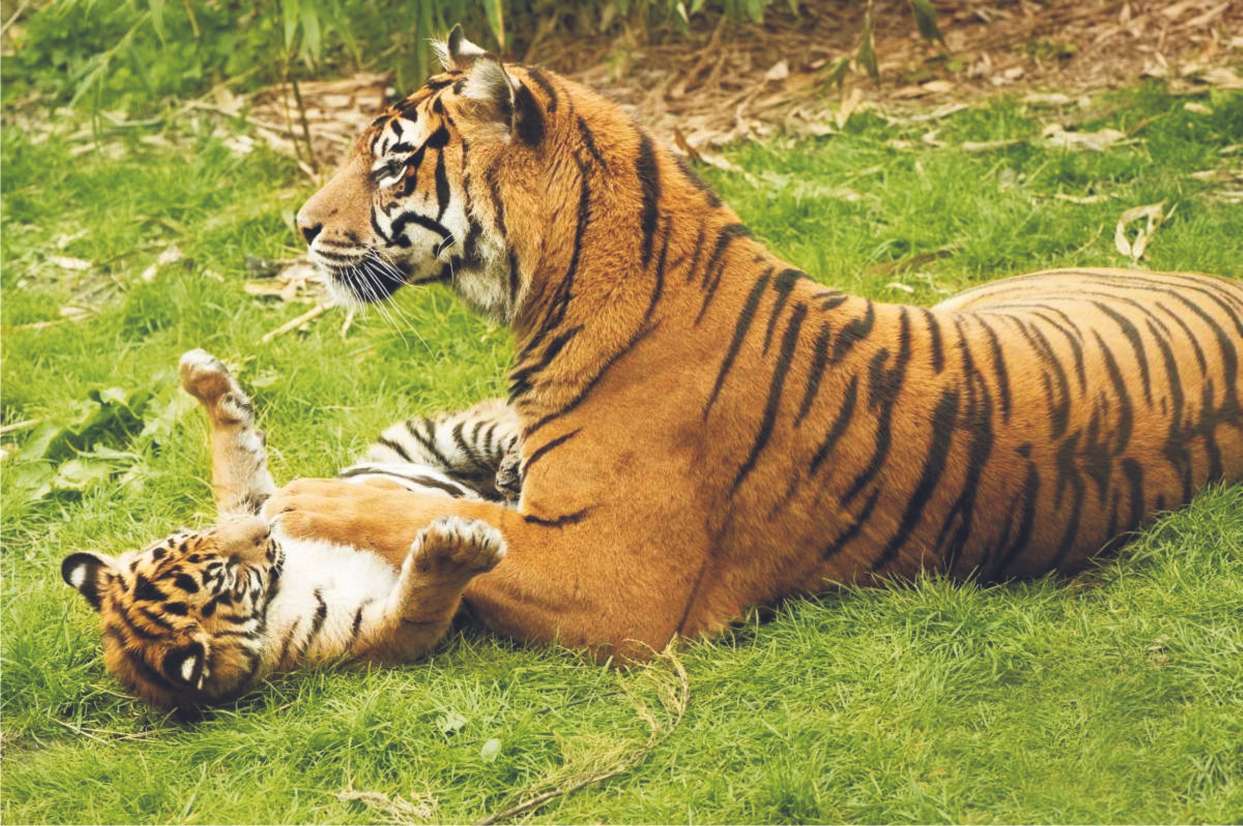 Tigre (panthera tigris) rompecabezas en línea