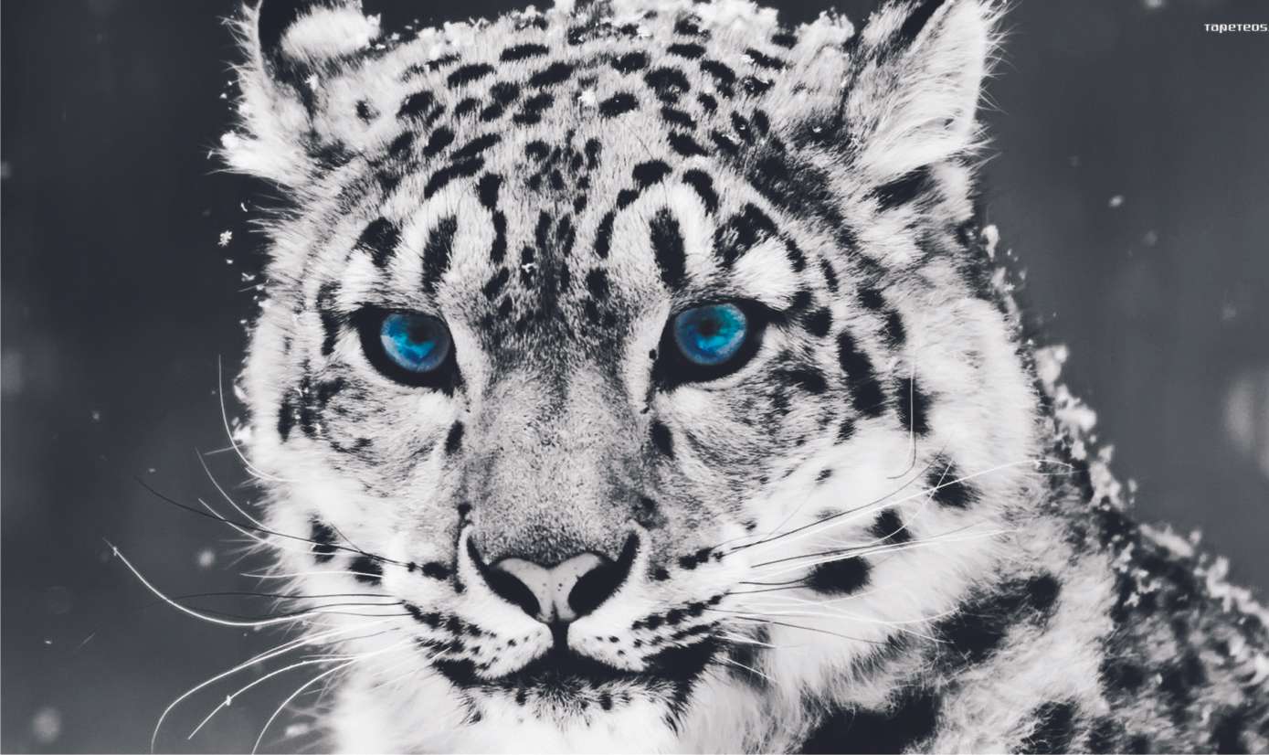 Leopard de zăpadă jigsaw puzzle online