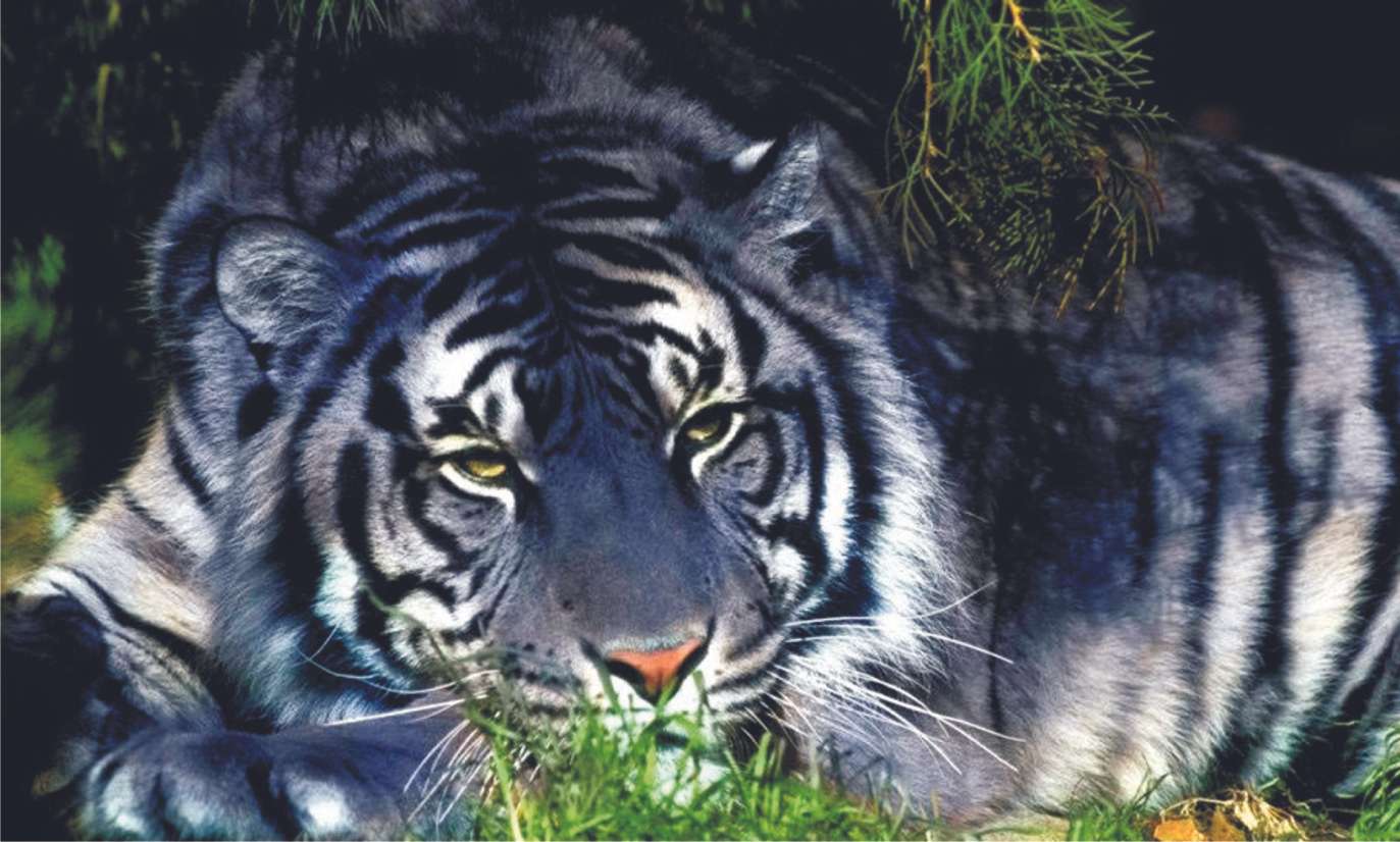 Un alt tigru puzzle online