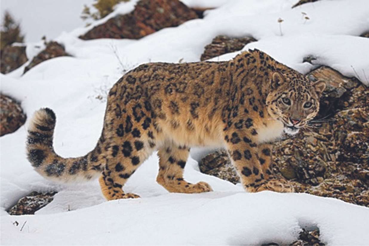 leopardo de las nieves rompecabezas en línea