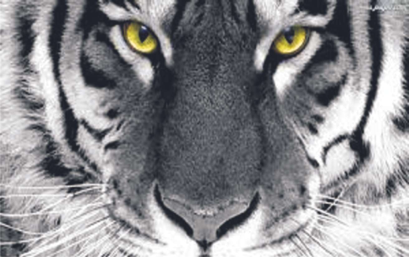 Olho do tigre puzzle online