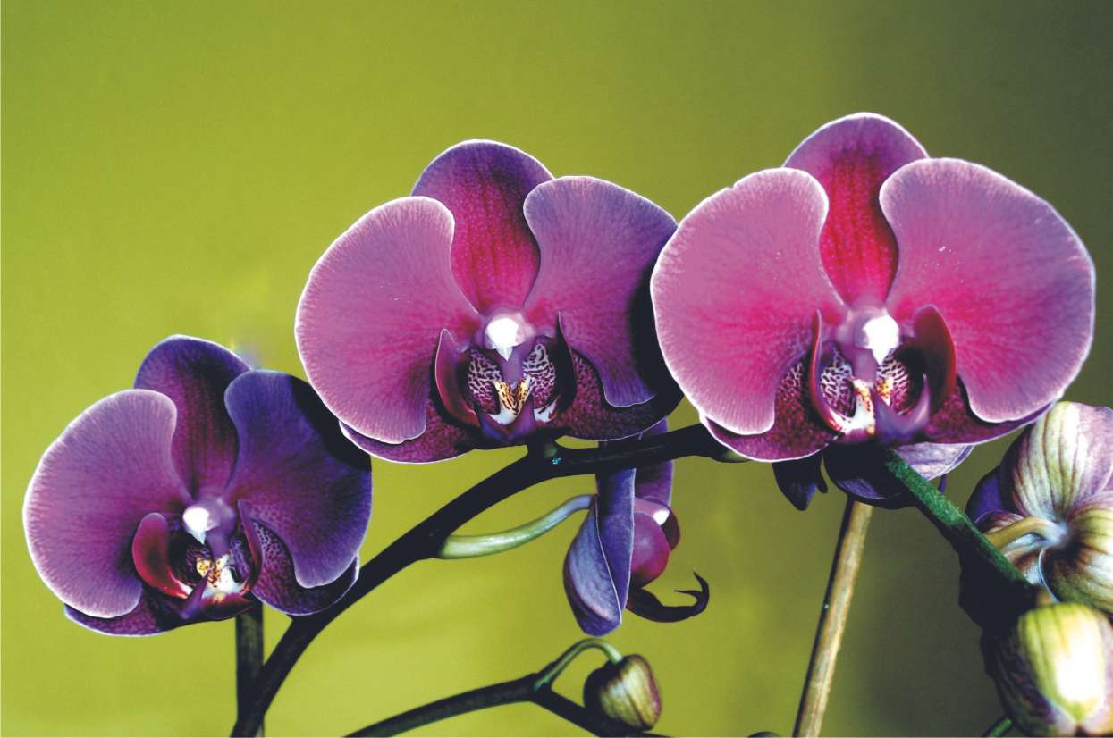 orchidej skládačky online