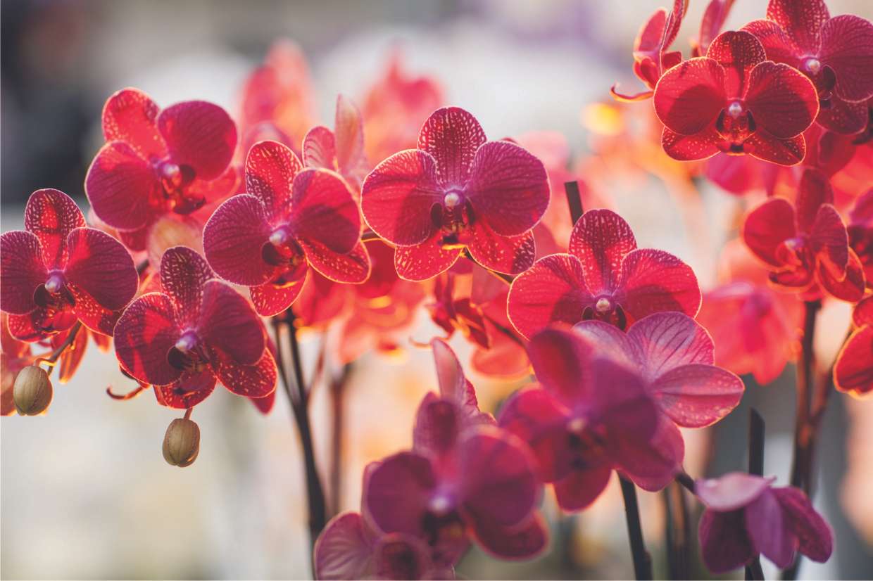 Dianthus orkidé, färgglad Pussel online