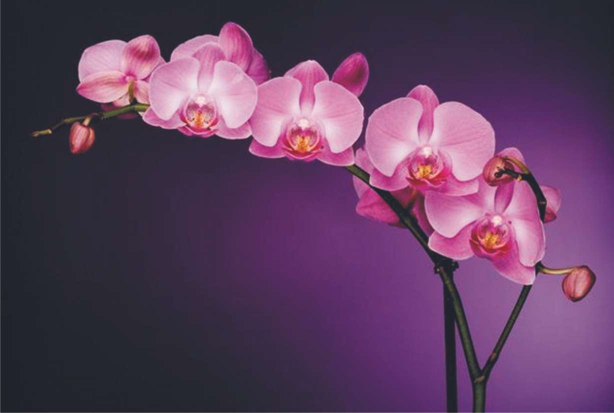 orquídea rompecabezas en línea