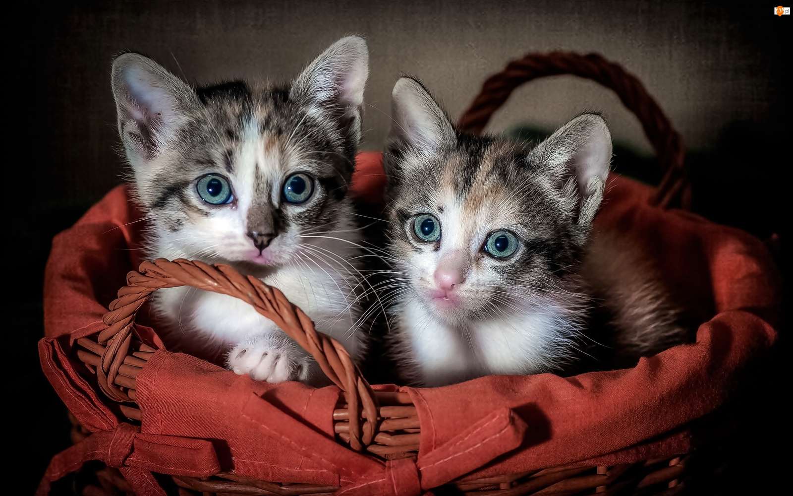 животни - котки на сладки котки онлайн пъзел