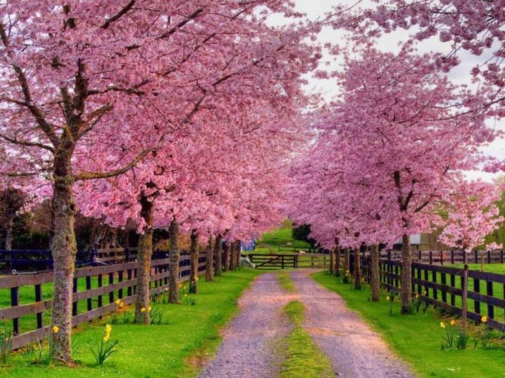 Spring alley jigsaw puzzle online
