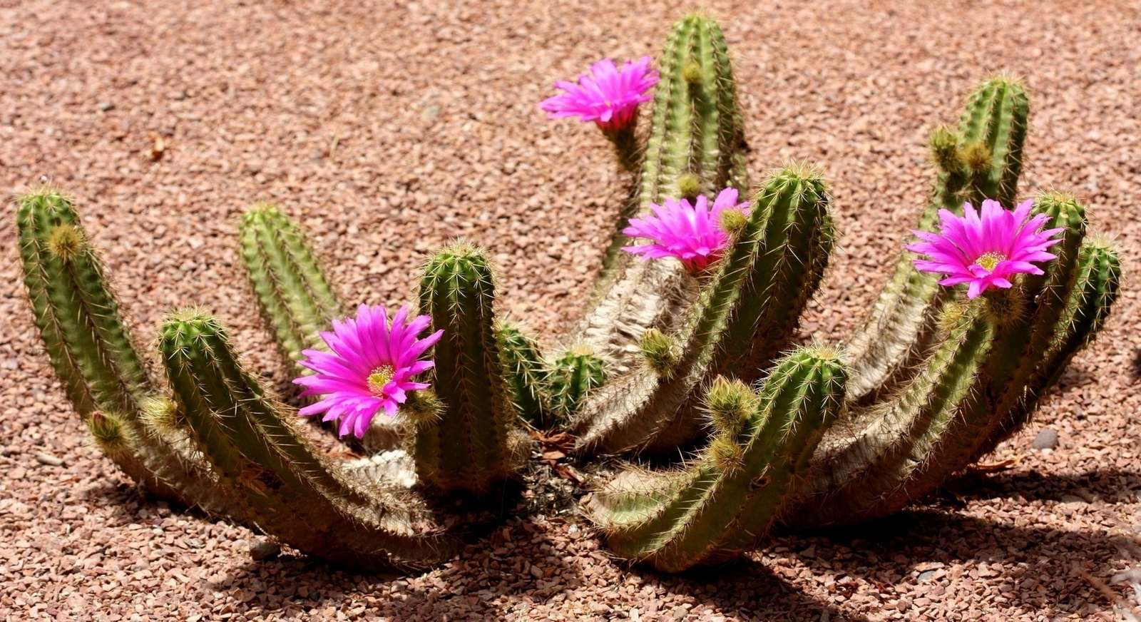 Cactus en flor rompecabezas en línea