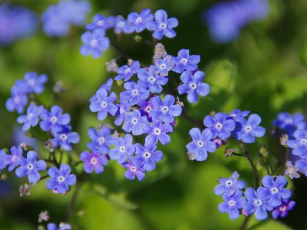 Blumen und Frühling Online-Puzzle