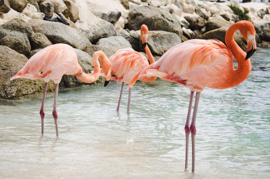 Három flamingó kirakós online